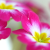 花便り　- 青春のはじまりと悲しみ -