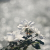 花便り　- 白銀に輝け -
