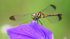 生き物写真館　- 熨斗目蜻蛉と桔梗 -