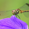 生き物写真館　- 熨斗目蜻蛉と桔梗 -