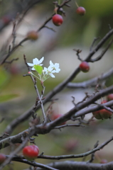 花便り　- 季節外れの花姿 -