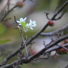 花便り　- 季節外れの花姿 -