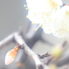 花便り　- 梅ほころぶ -