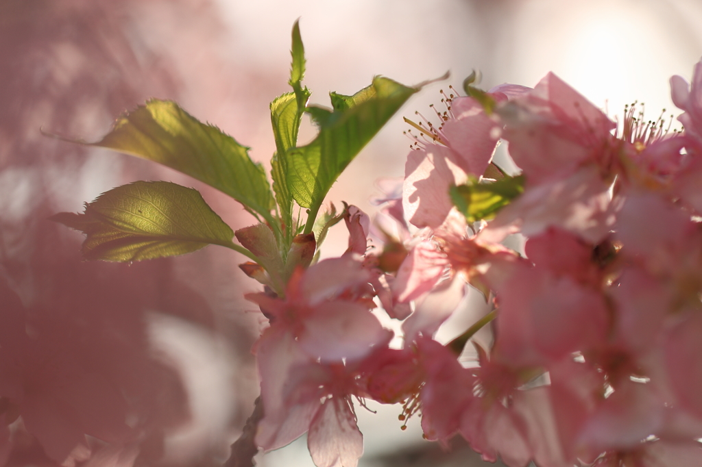 花便り　- 桜葉の輝き -