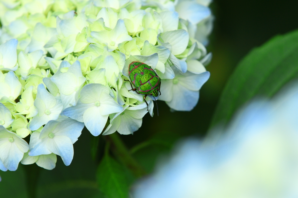 紫陽花　（１）