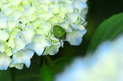 紫陽花　（１）