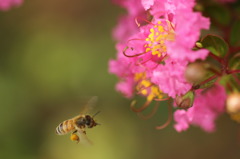 飛行中の蜂と花