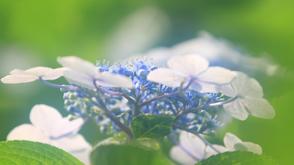 花便り　- 木洩れ日の額紫陽花 -