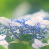 花便り　- 木洩れ日の額紫陽花 -