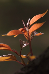 花便り　- 煌く若葉 -