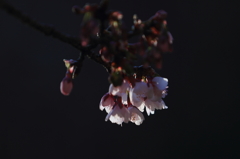 花便り　- 早春の脆い光 -