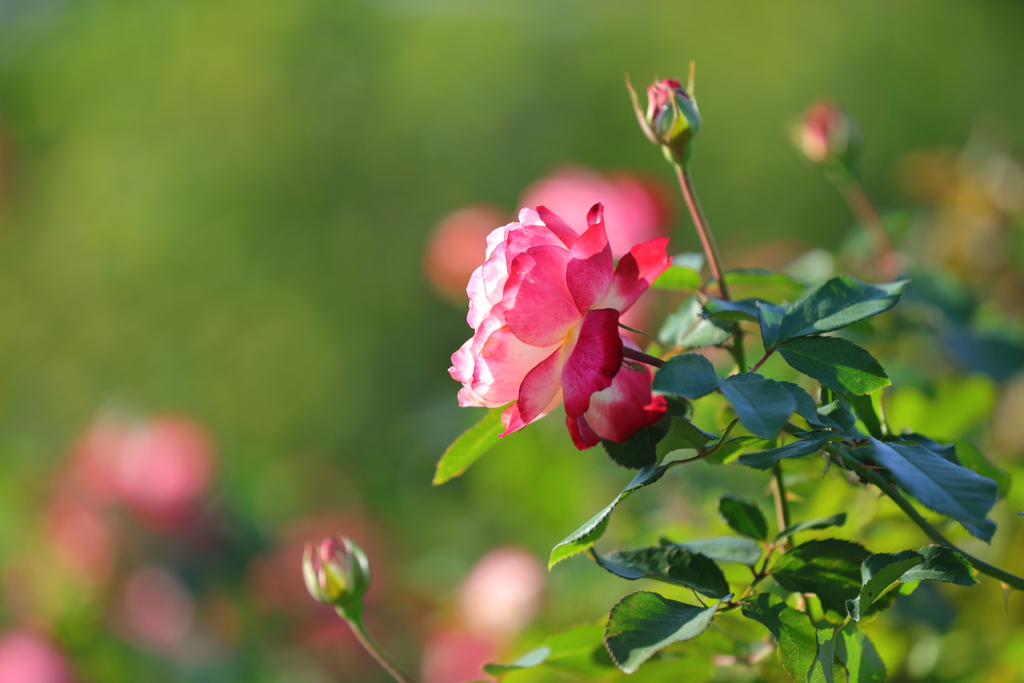 花便り　- チェリーパフェは緑がお似合い -