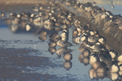 生き物写真館　- オナガガモたちの午睡 -