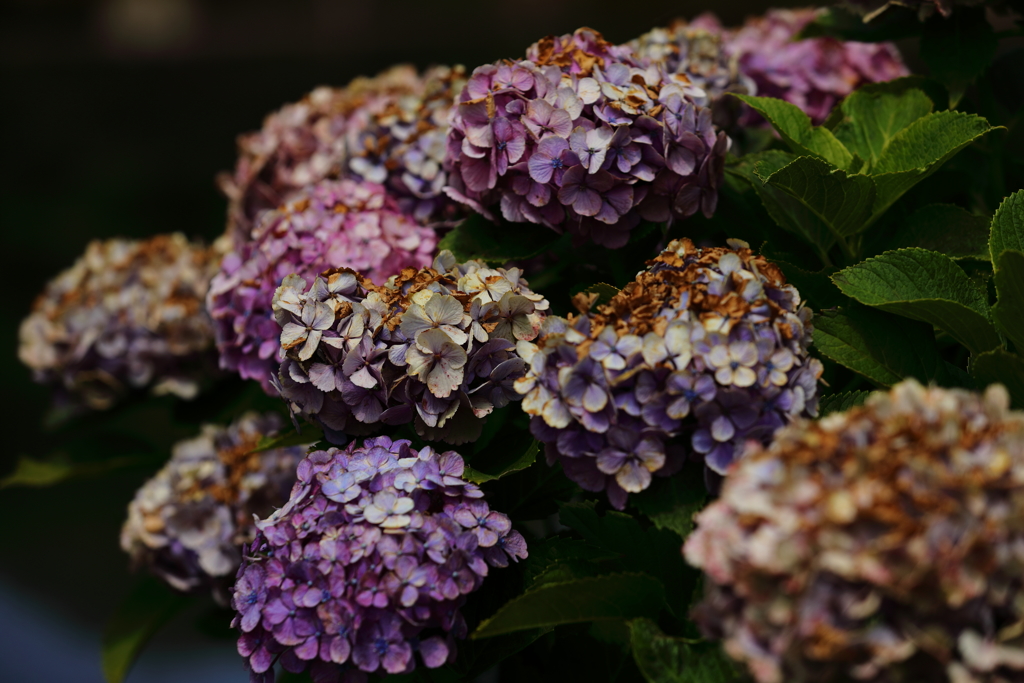 花便り　- 寂寞の紫陽花 -