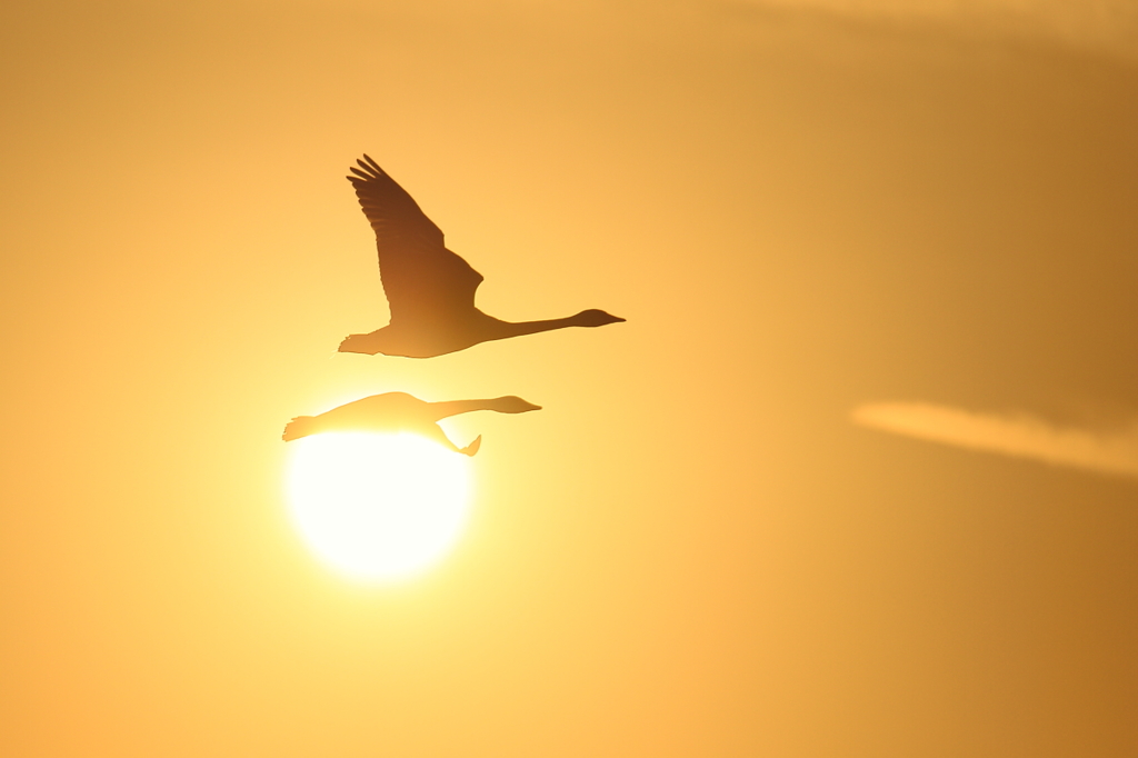 白鳥の郷　- 太陽を掴め -