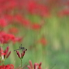 生き物写真館　- 蜻蛉と彼岸花 -