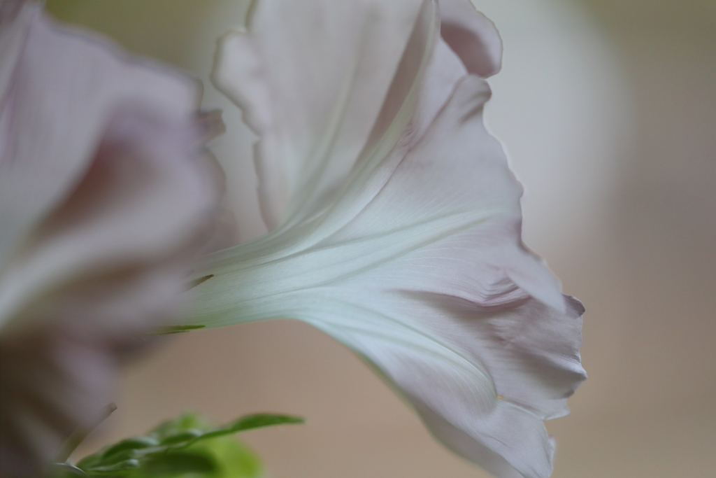 花便り　- 朝顔・幻日 -