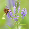 生き物写真館　- 吸蜜 -