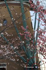 印旛沼・風車　- 桜咲く後姿 -