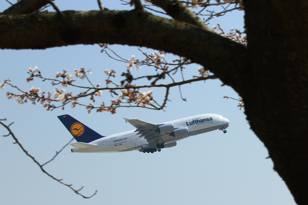 桜　- エアバスＡ３８０ -