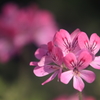 花便り　- 謎の香り -