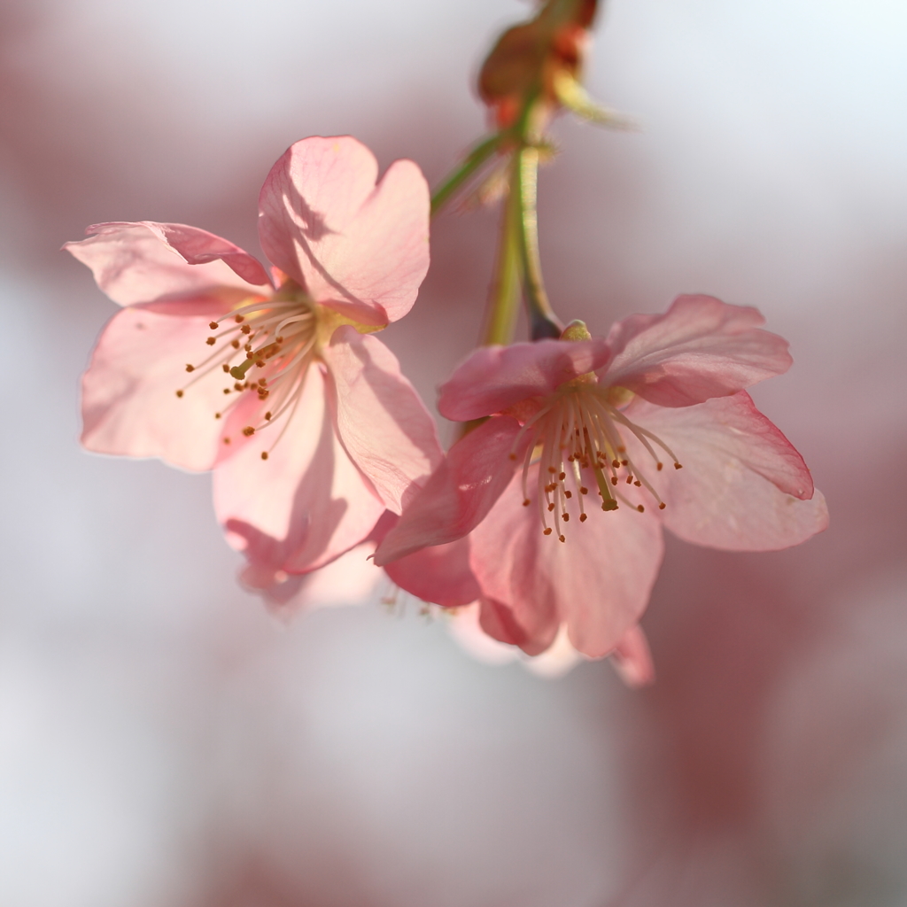花便り　- 淡紅の河津桜 -