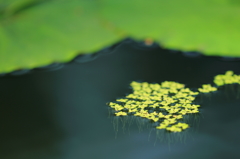 花便り　- 温室の浮き草 -