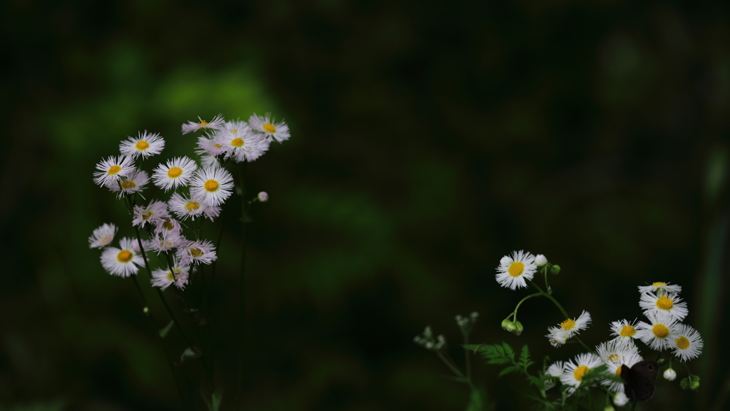 花便り　- 可憐な貧乏草 -