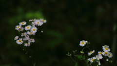 花便り　- 可憐な貧乏草 -
