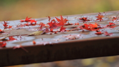 花便り　- 晩秋のベンチ -