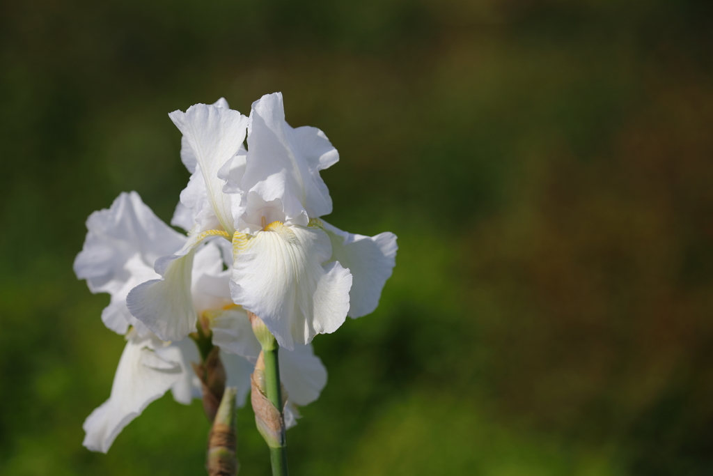 花便り　- 白いフリルのドレス -