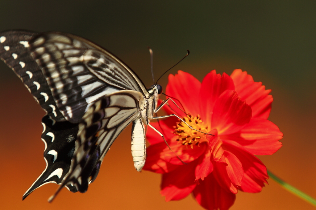 生き物写真館　- 初心に帰って、蝶と花 -