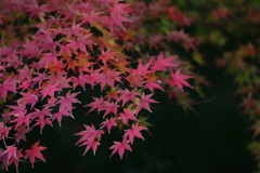 花便り　- 濁紅の葉 -