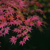 花便り　- 濁紅の葉 -