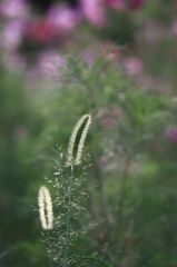 花便り　- ネコジャラシの輝く秋 -