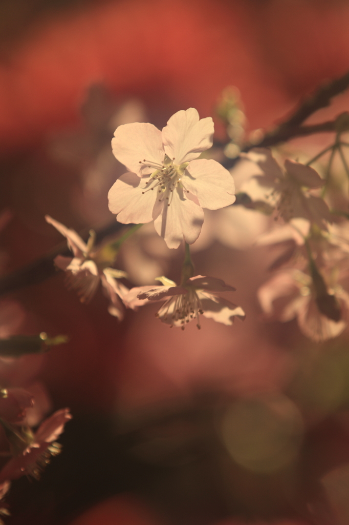 花便り　- 透過桜 -