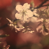 花便り　- 透過桜 -