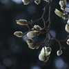 花便り　- 新たな出逢い -