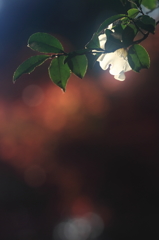 花便り　- 晩秋の白輝 -