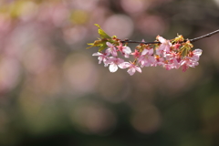 花便り　- 春陽に輝く -