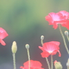 花便り　- アマポーラ -