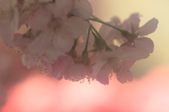 花便り　- 春への想い -