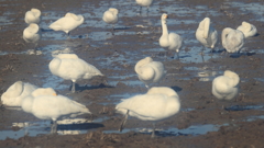 白鳥の郷　- 微睡みの中の緊張 -