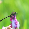 生き物写真館　- 菖蒲園での出逢い -