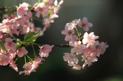 花便り　- ひと足お先の春気分 -