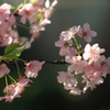 花便り　- ひと足お先の春気分 -