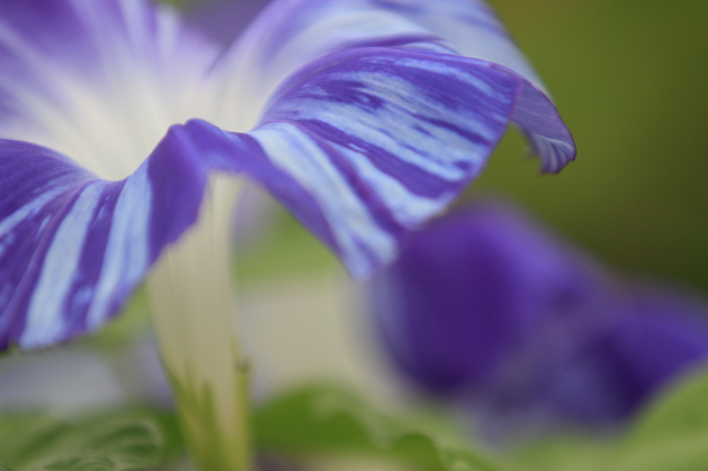 花便り　- 藍染衣の朝顔 -