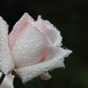 花便り　- 水滴を纏ったメモリアム -