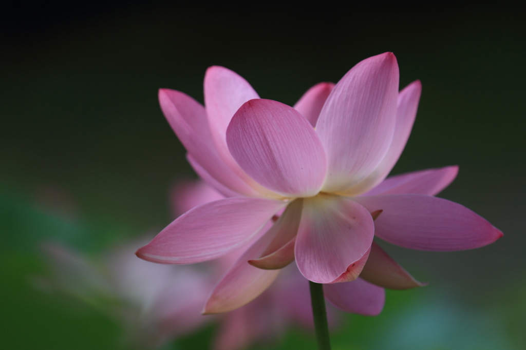 花便り　- 華麗なる舞 -