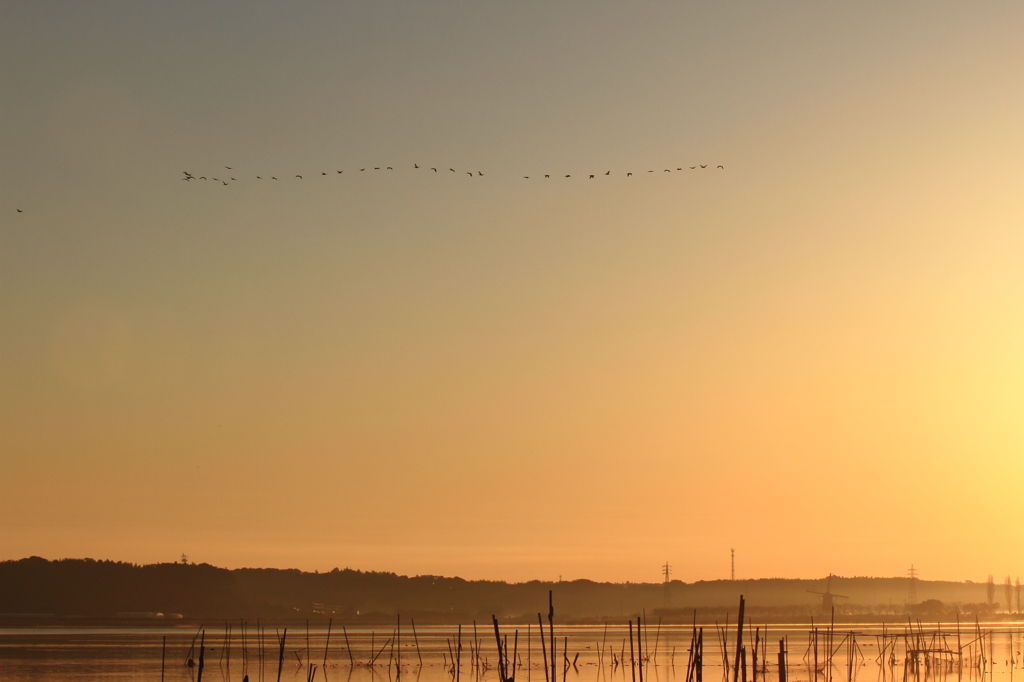 印旛沼・朝景　- 渡り鳥たちの朝 -